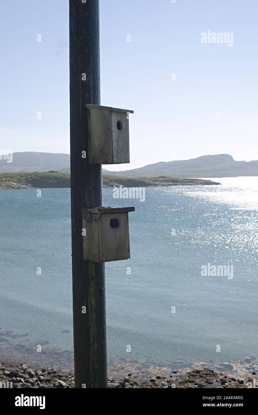 Stokkøya - Vogel - Gehäuse Stockfoto