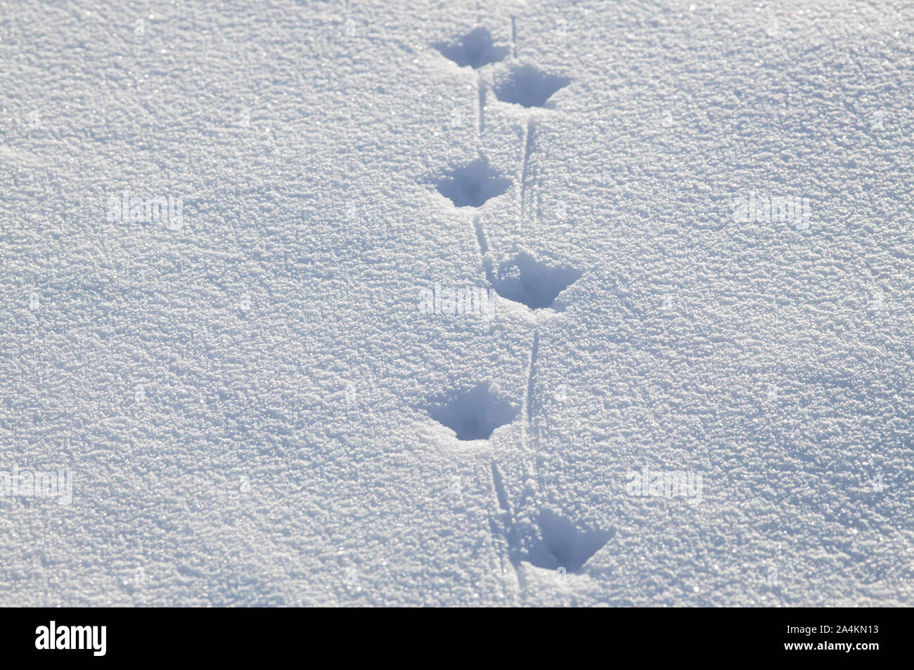 Vogel-Spuren im Schnee Stockfoto