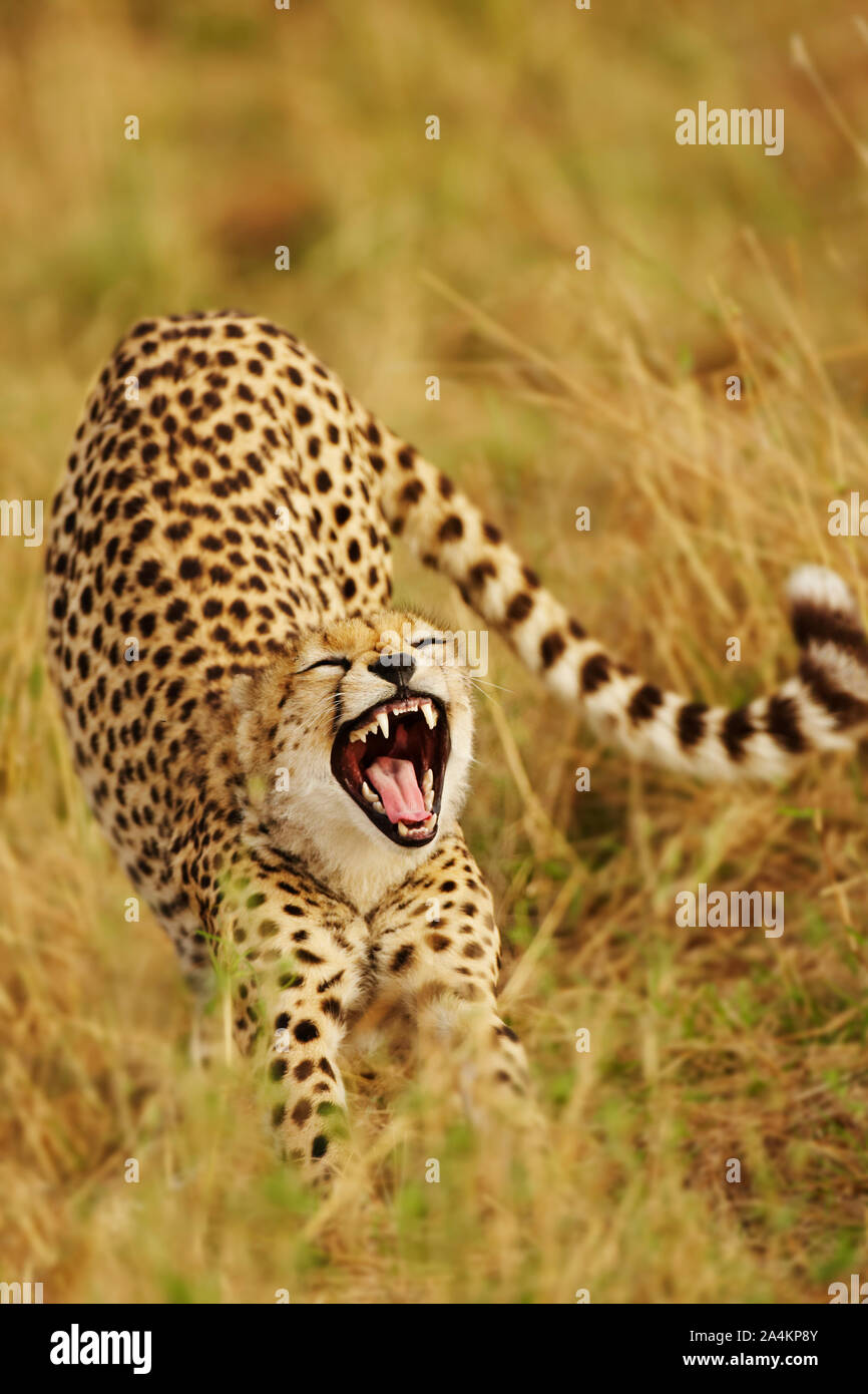 Cheetah. Jagd auf Leopard. Die Masai Mara, Kenia, Afrika. Predator. Stockfoto