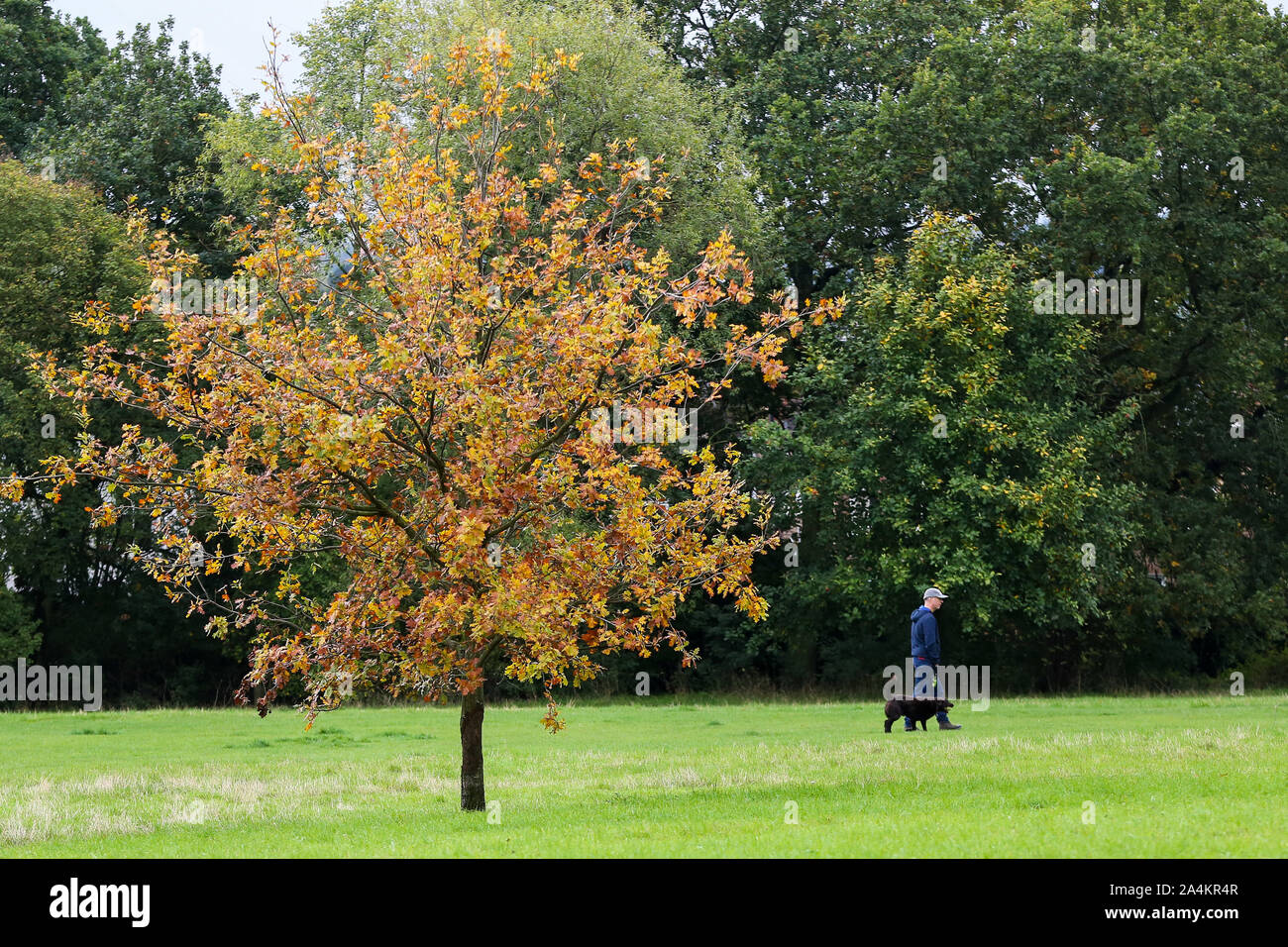 London, Großbritannien. 15 Okt, 2019. Ein Mann mit seinem Hund zu Fuß vorbei an einem Herbst Baum im Park in London. Quelle: Steve Taylor/SOPA Images/ZUMA Draht/Alamy leben Nachrichten Stockfoto