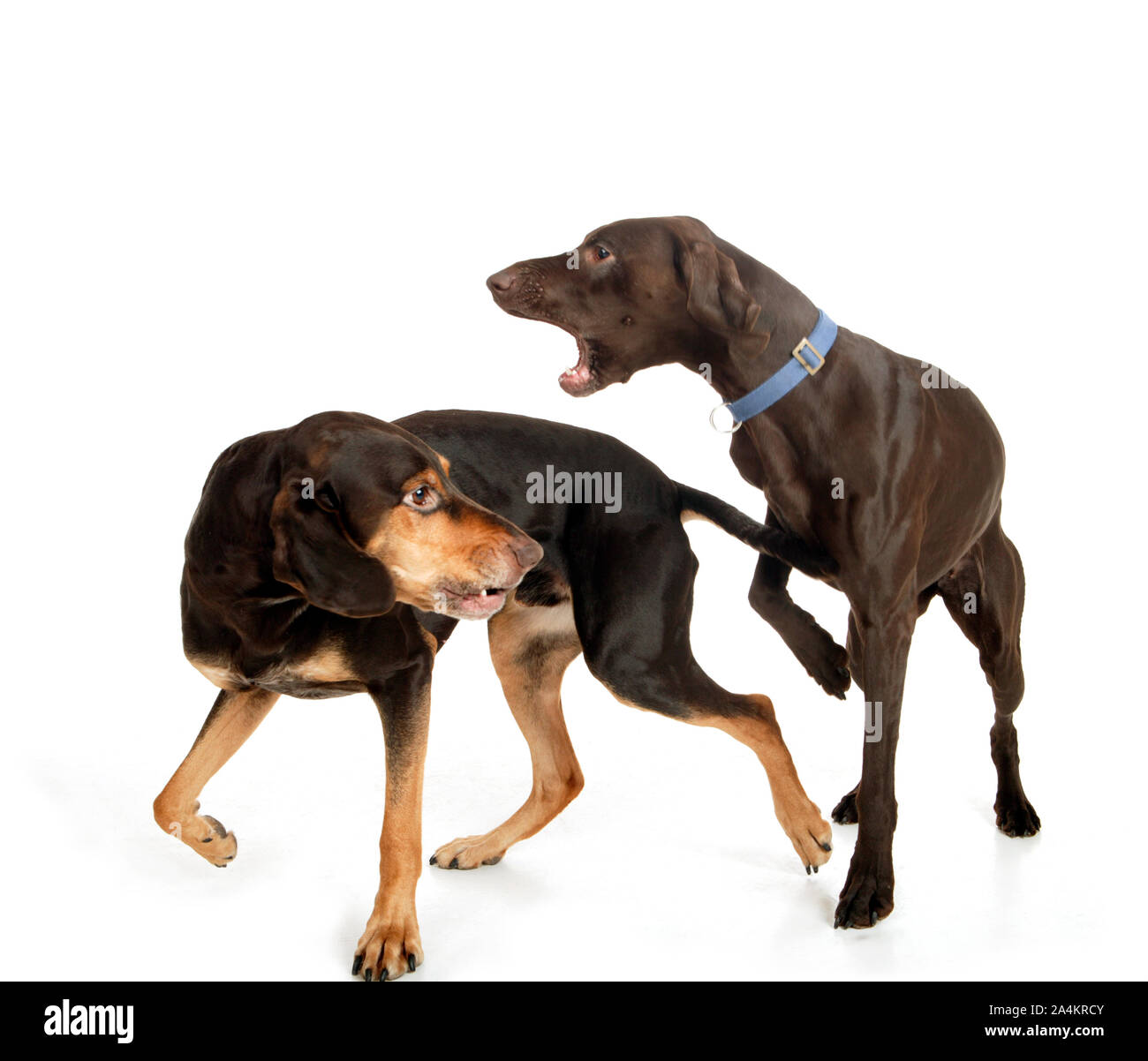 Hunde kämpfen - bellen Stockfoto