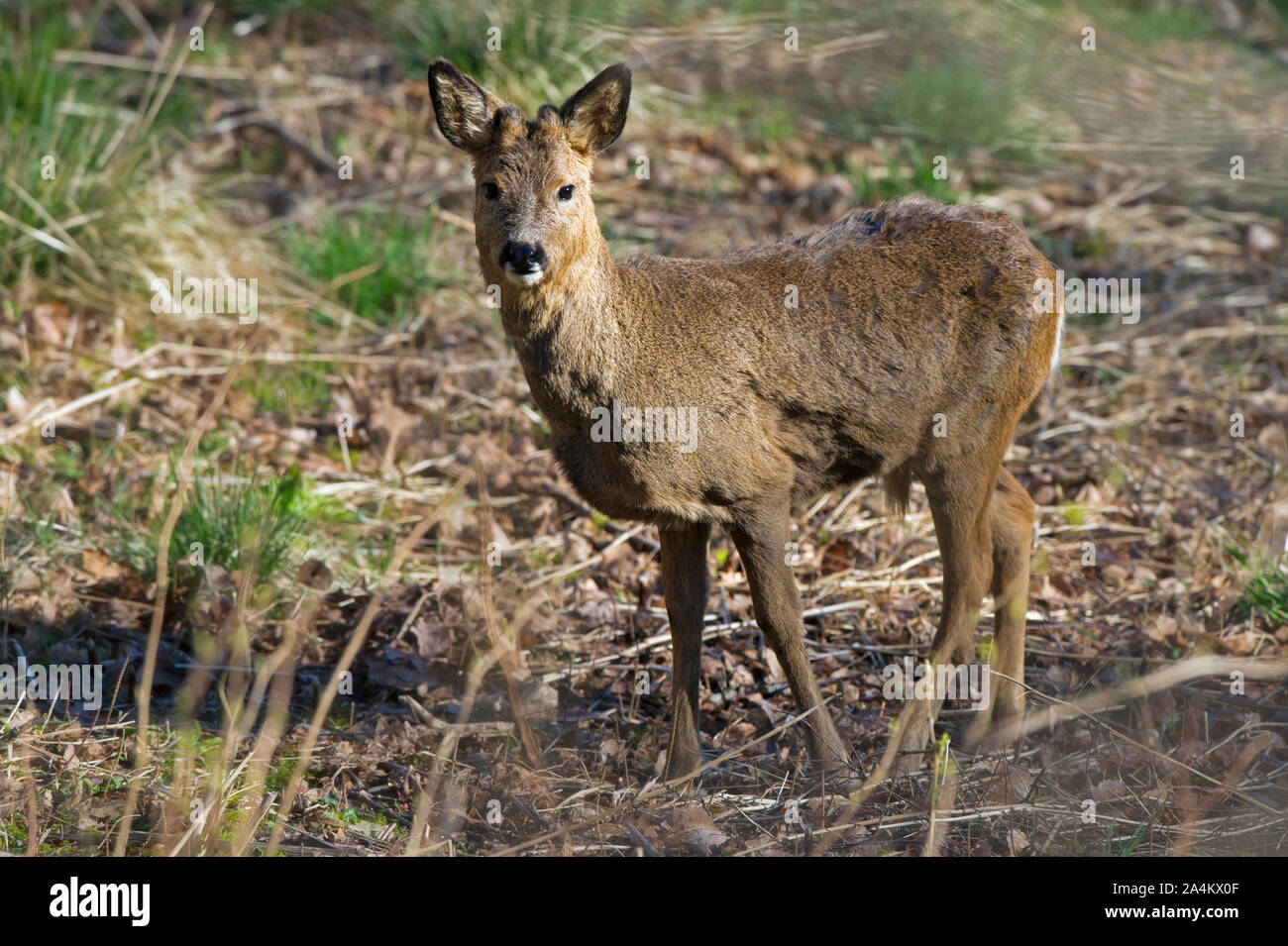 Rotwild in freier Wildbahn, Flekkefjord, Nordeuropa, Skandinavien, Norwegen Stockfoto