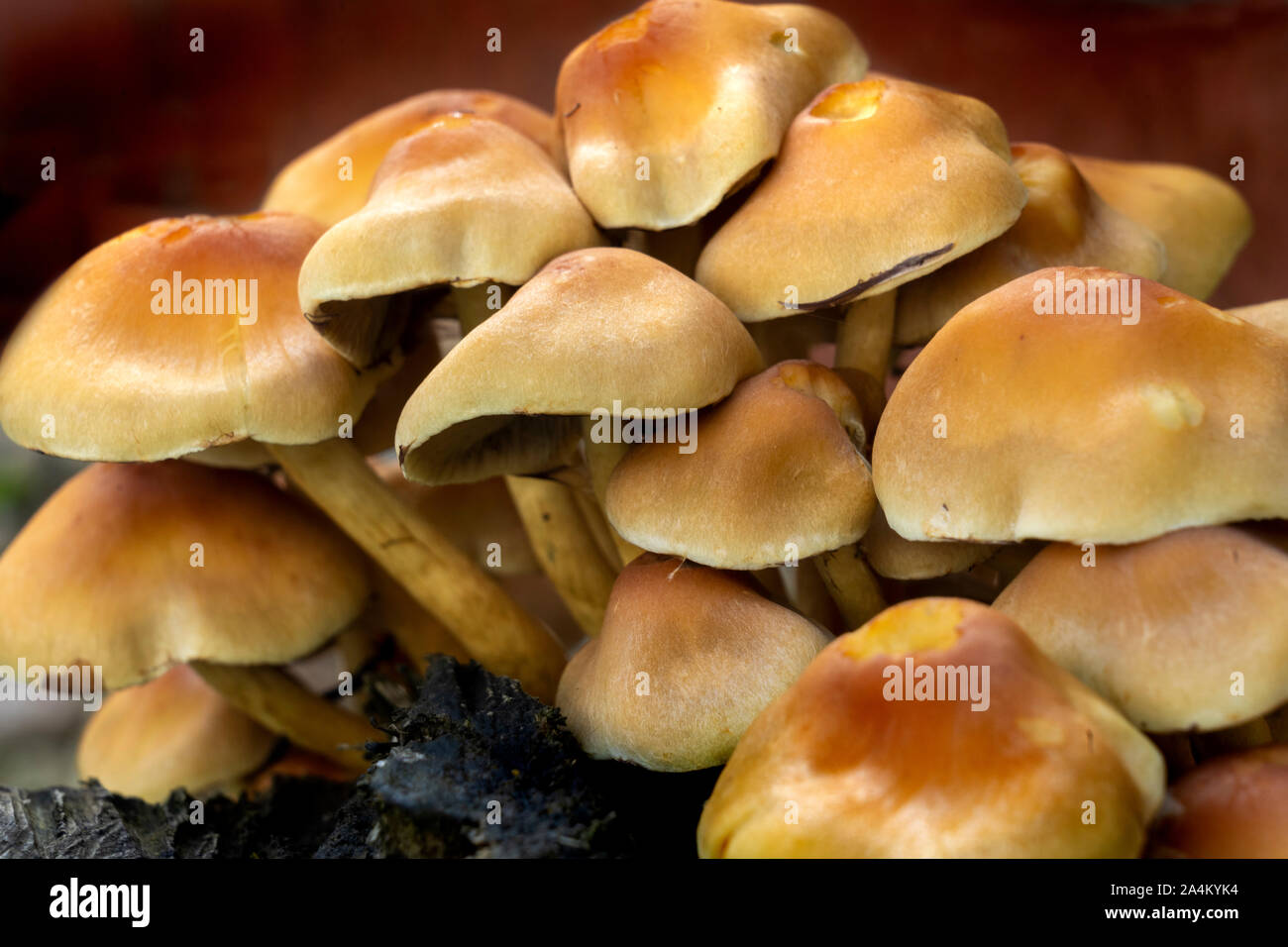 Honig Pilz (Armillaria gallica) auf einem Baumstumpf Stockfoto