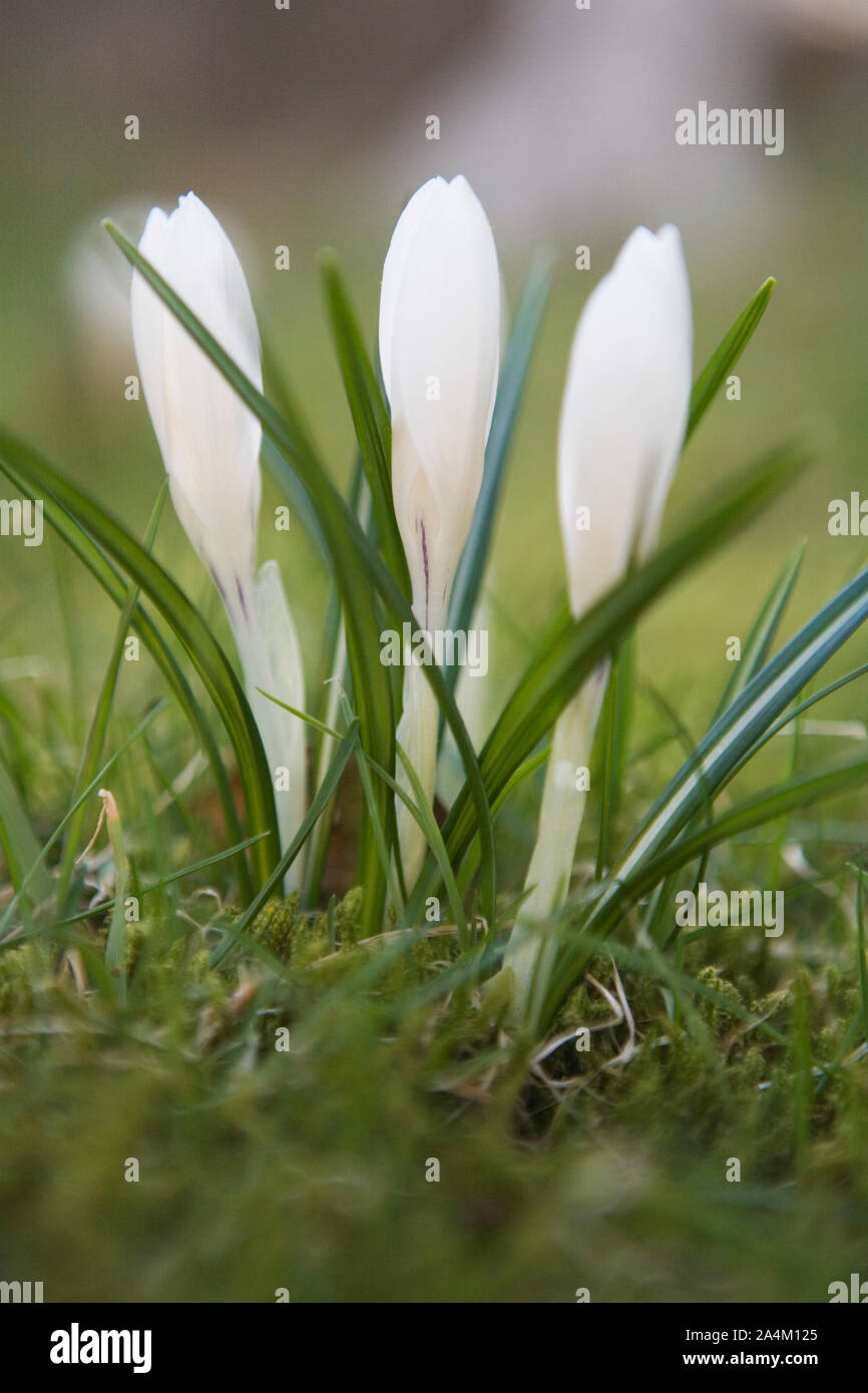 Weiße Krokusse Stockfoto