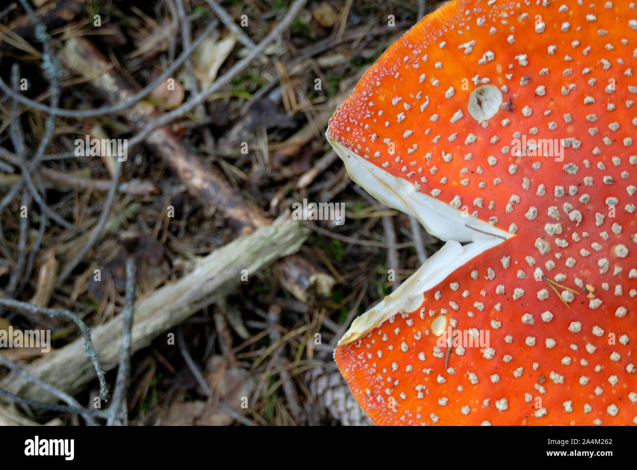 Fliegenpilz Stockfoto