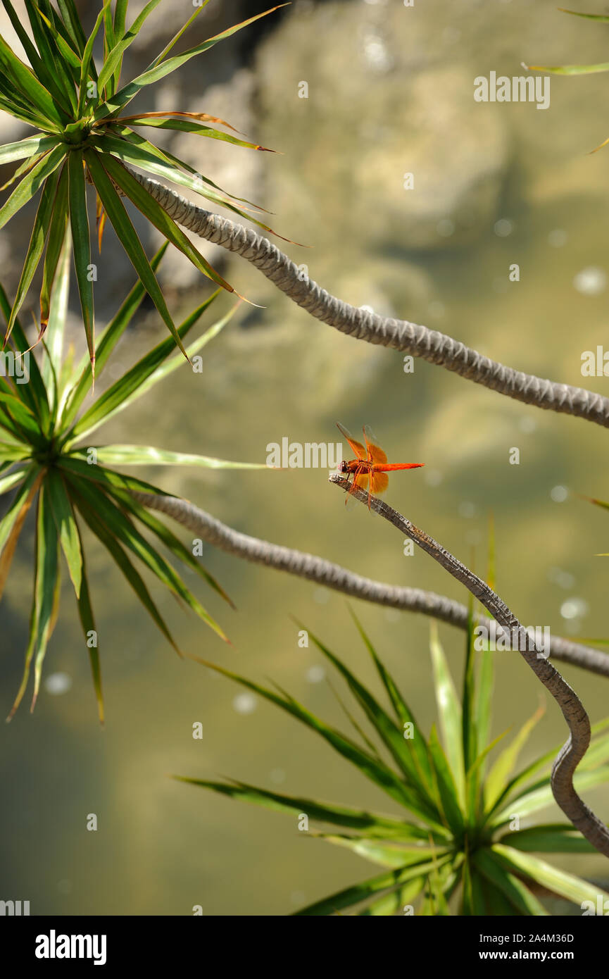 Dragonfly in Dracaena Anlage Stockfoto