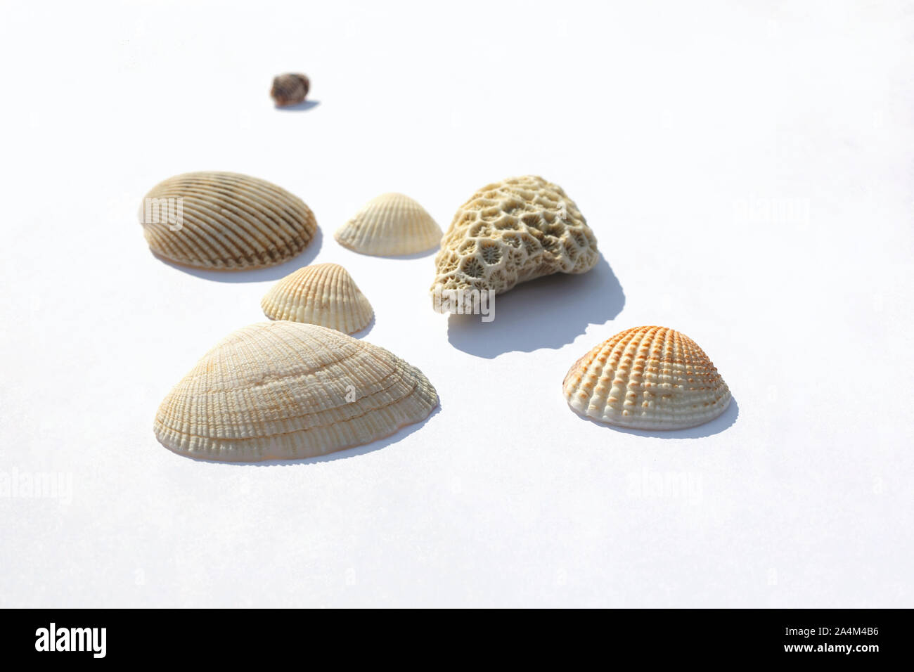 Verschiedene Muscheln Collection auf einem weißen Hintergrund. Seitenansicht. mit Schatten isolieren Stockfoto