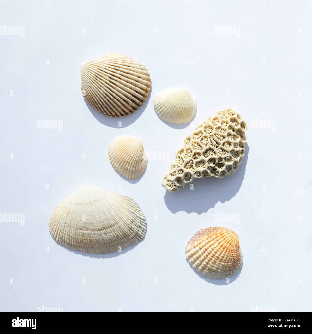 Verschiedene Muscheln Collection auf einem weißen Hintergrund. Ansicht von oben. mit Schatten isolieren Stockfoto