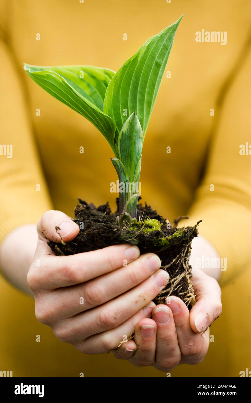 Frau mit einer Anlage - Wachstum - Wurzeln Stockfoto