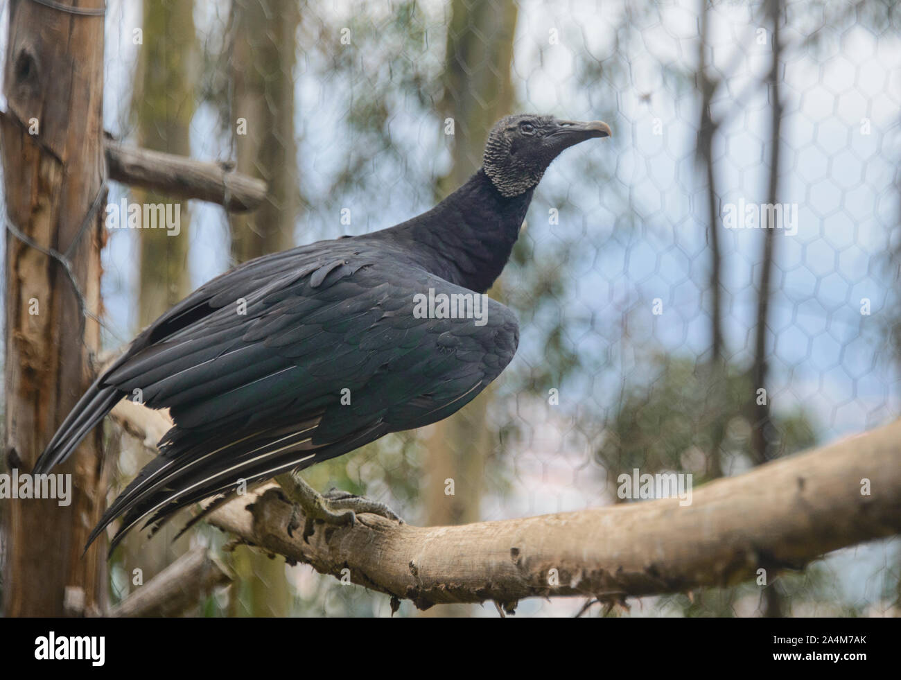 Mönchsgeier (Coragyps atratus), Cuenca, Ecuador Stockfoto