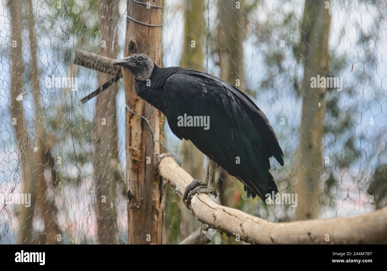 Mönchsgeier (Coragyps atratus), Cuenca, Ecuador Stockfoto