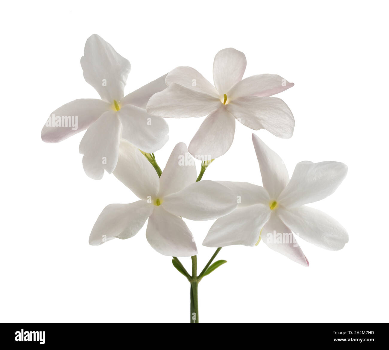 Jasminblüten isoliert auf weißem Hintergrund Stockfoto