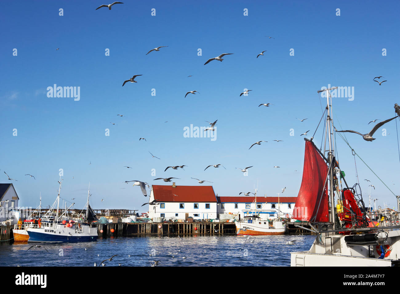 Möwe und Hafen in Røst, Norwegen Stockfoto