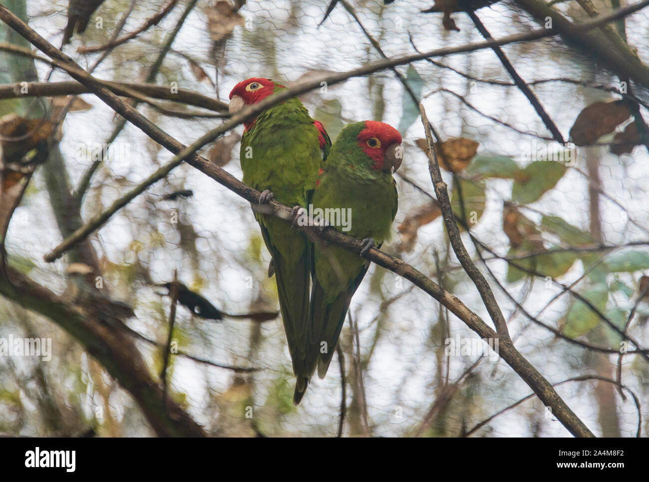 Ein Paar rote - maskierte Sittiche (Psittacara erythrogenys), Amaru Biopark, Cuenca, Ecuador Stockfoto