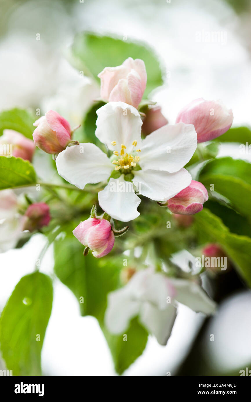 Apfelbaum in der Blüte in Norwegen. Stockfoto
