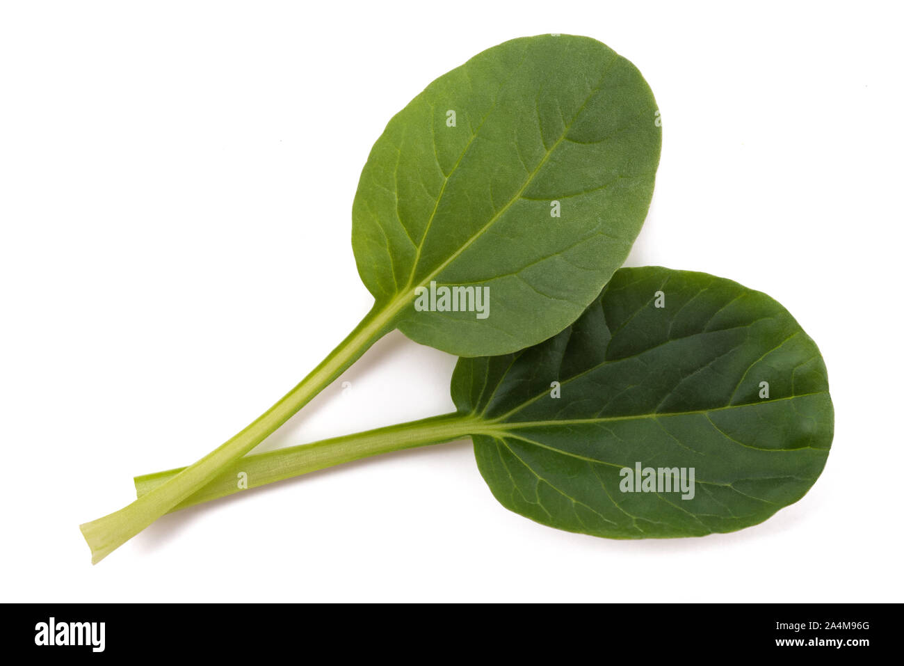 Tatsoi Blätter auf weißem Hintergrund Stockfoto