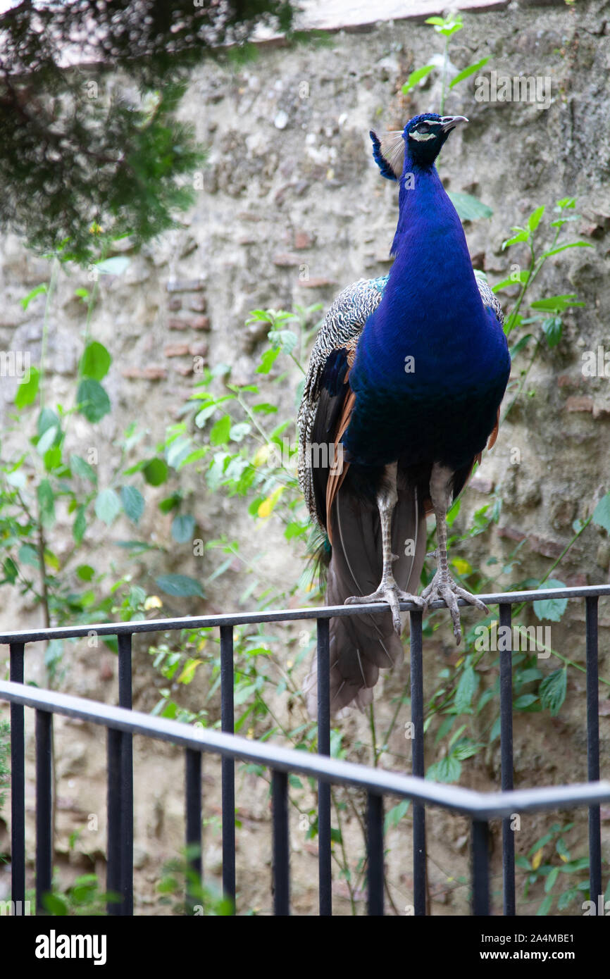 Peacock am Castelo Sao Jorge in Lissabon, Portugal Stockfoto