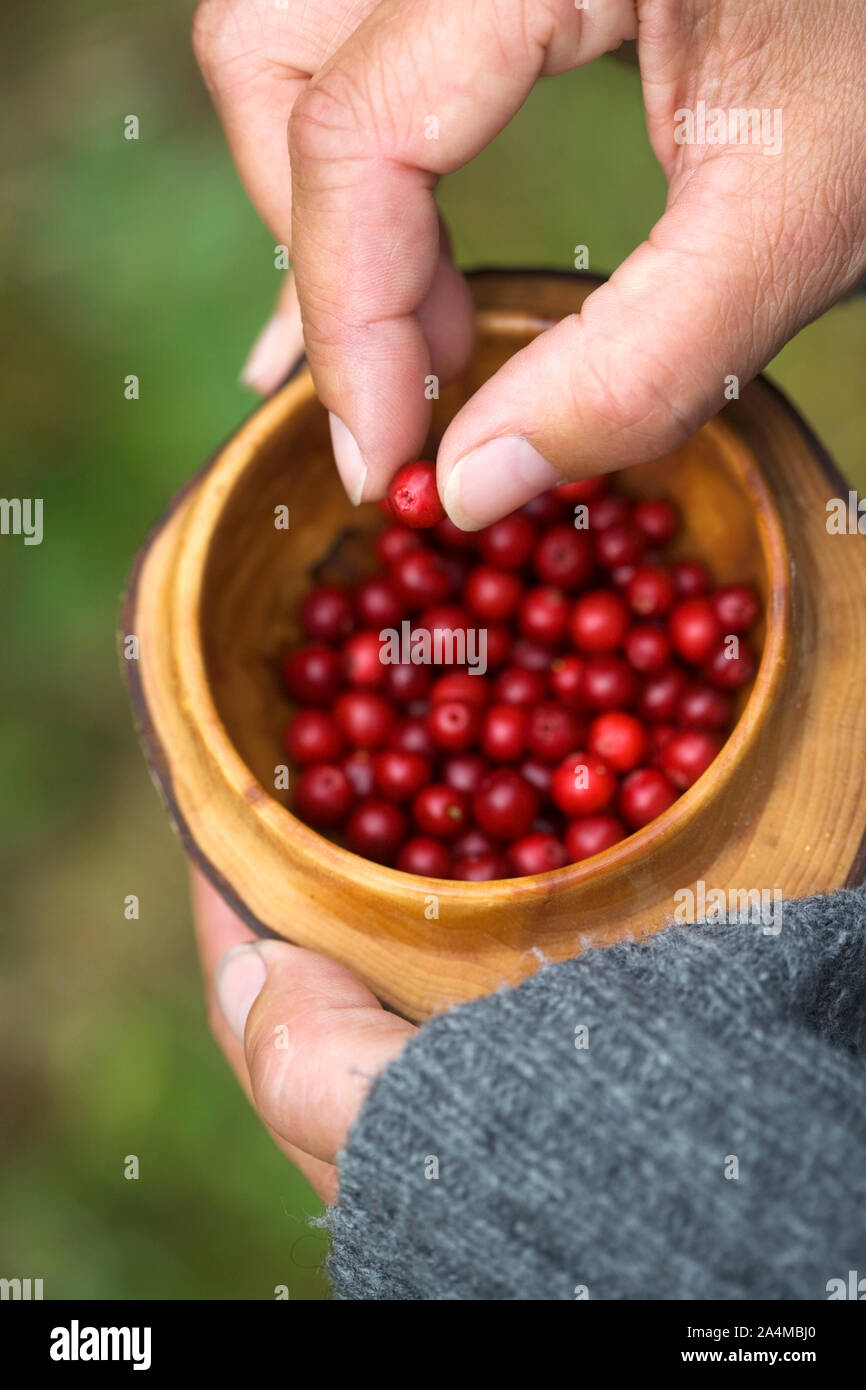 Frau mit Holz- Tasse Preiselbeeren. Close-up. Stockfoto