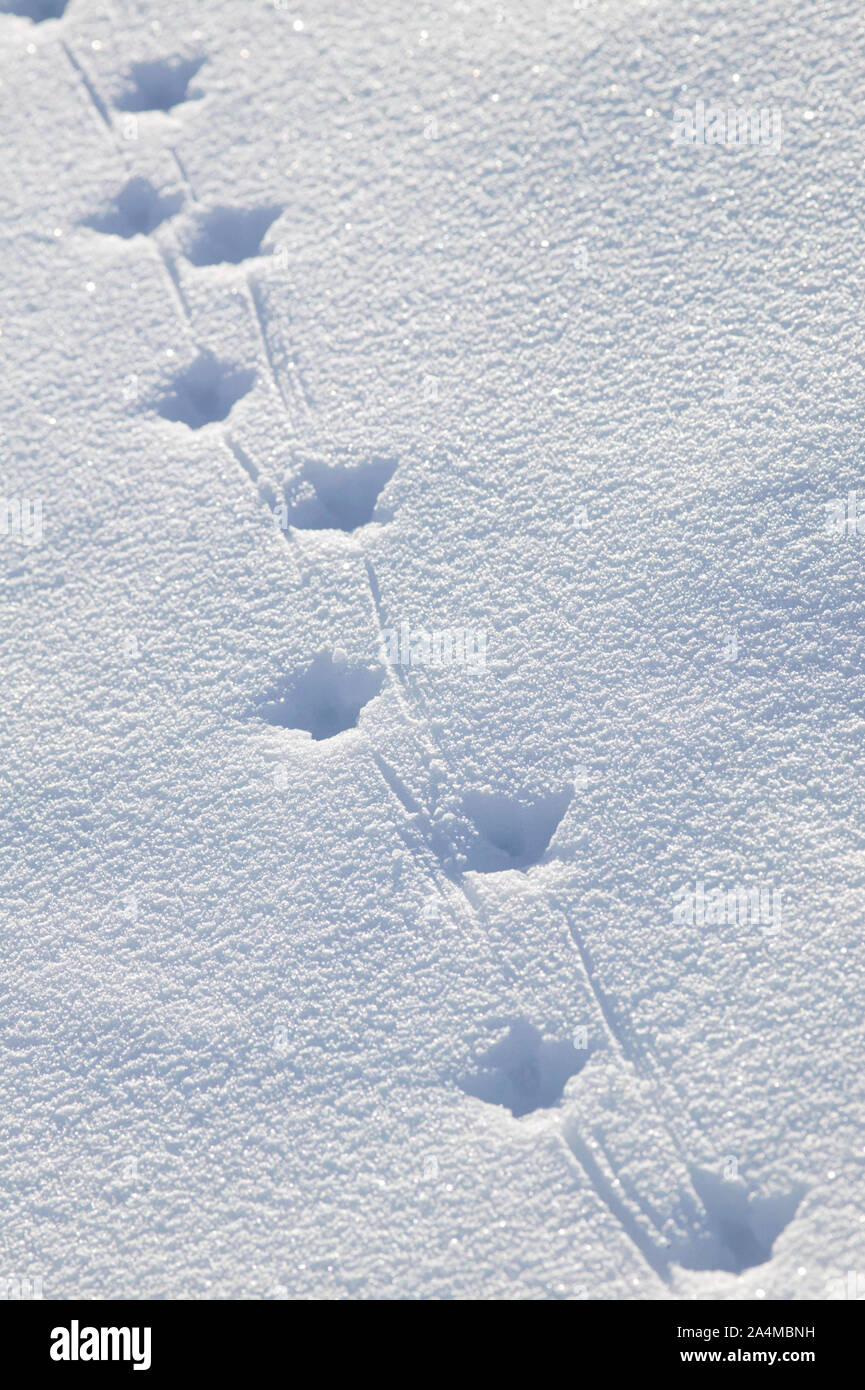 Vogel-Spuren im Schnee Stockfoto