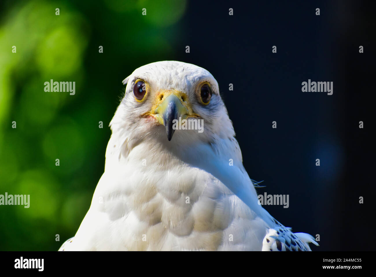 Adler an der Indiana State Fair, 2019 Vogelausstellung Stockfoto