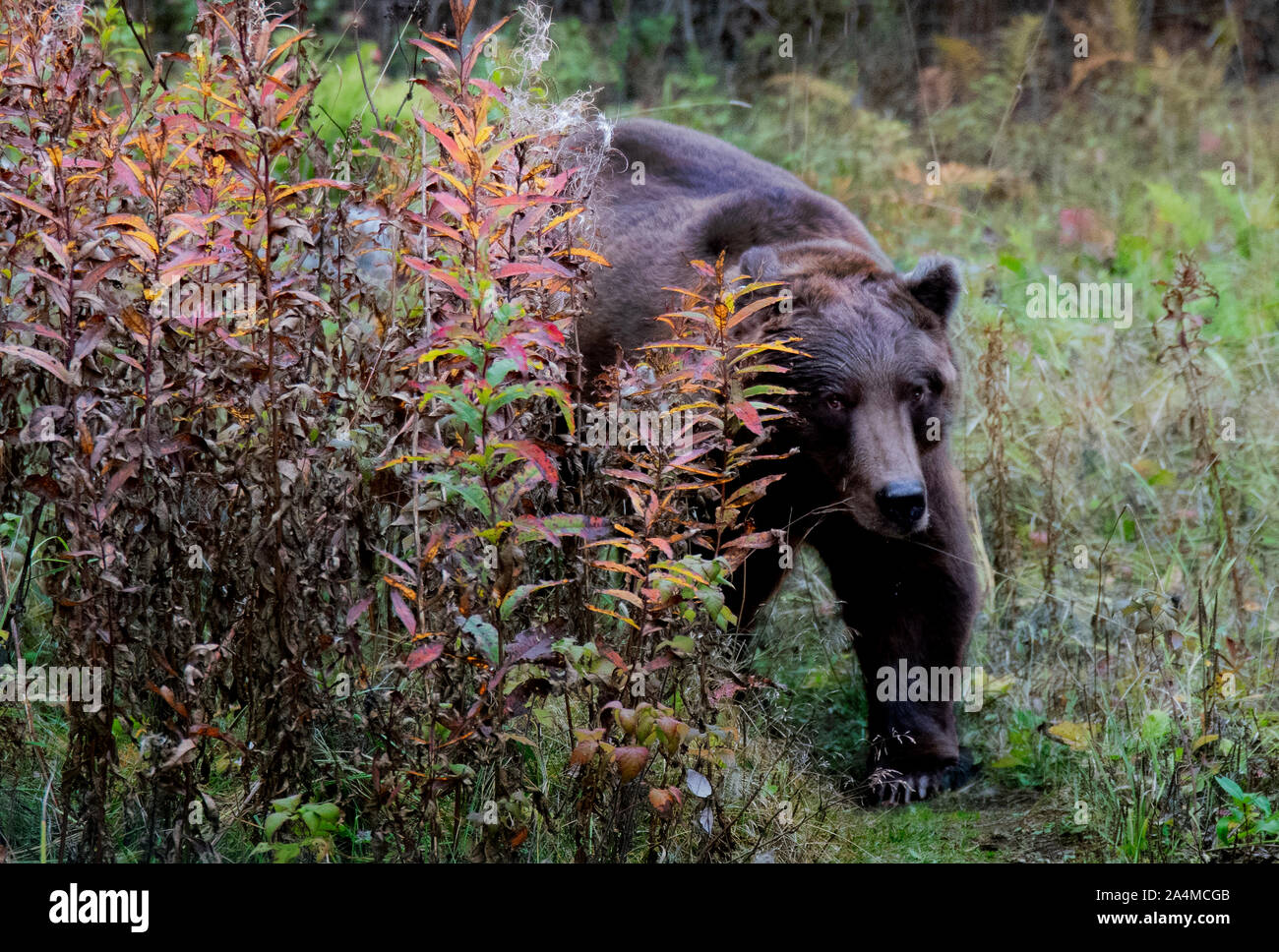 Eine riesige grizzy Bear läuft auf die Kamera sehr schnell und maintaning Augenkontakt Stockfoto