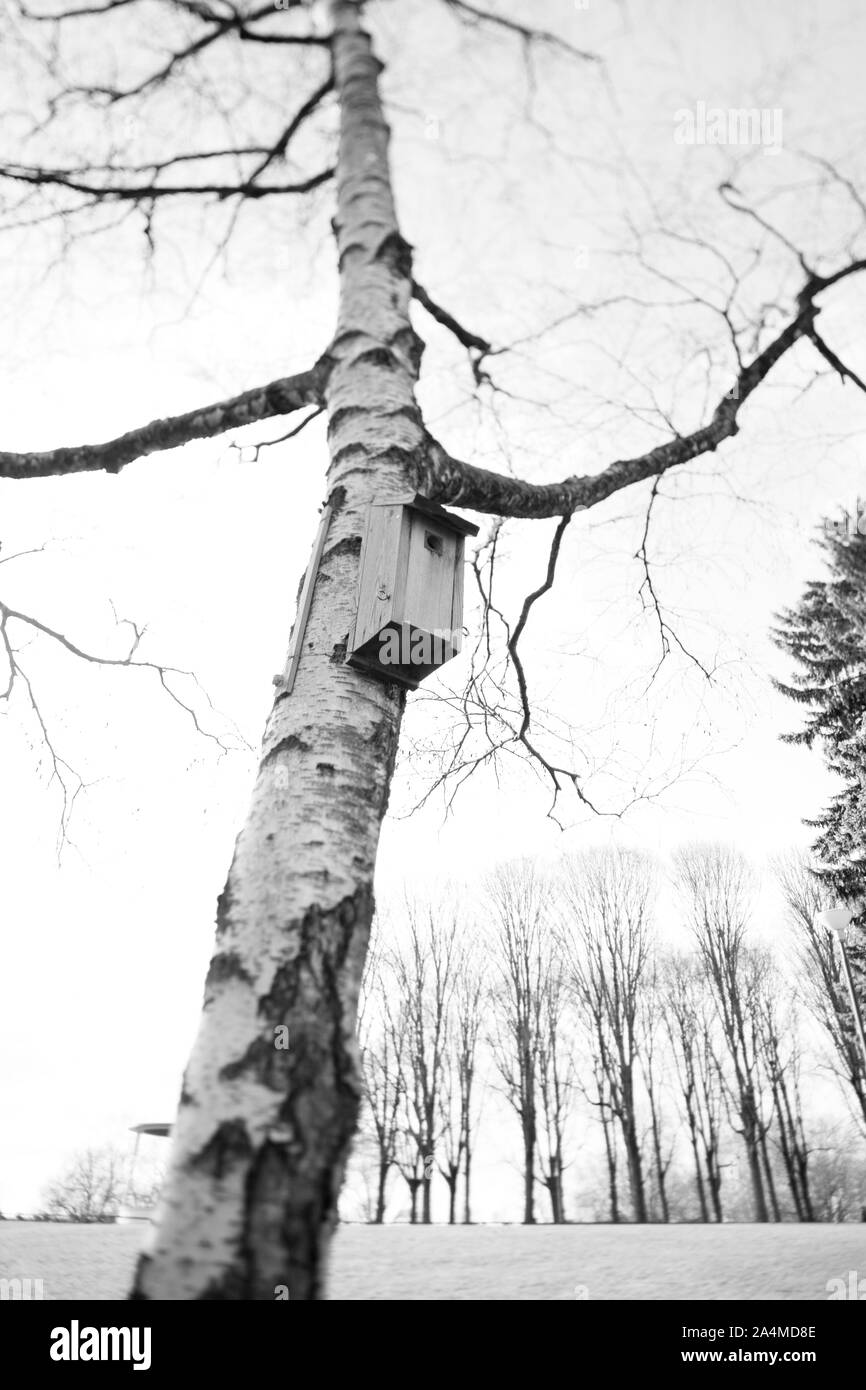 Baum im Torshovparken. Stockfoto