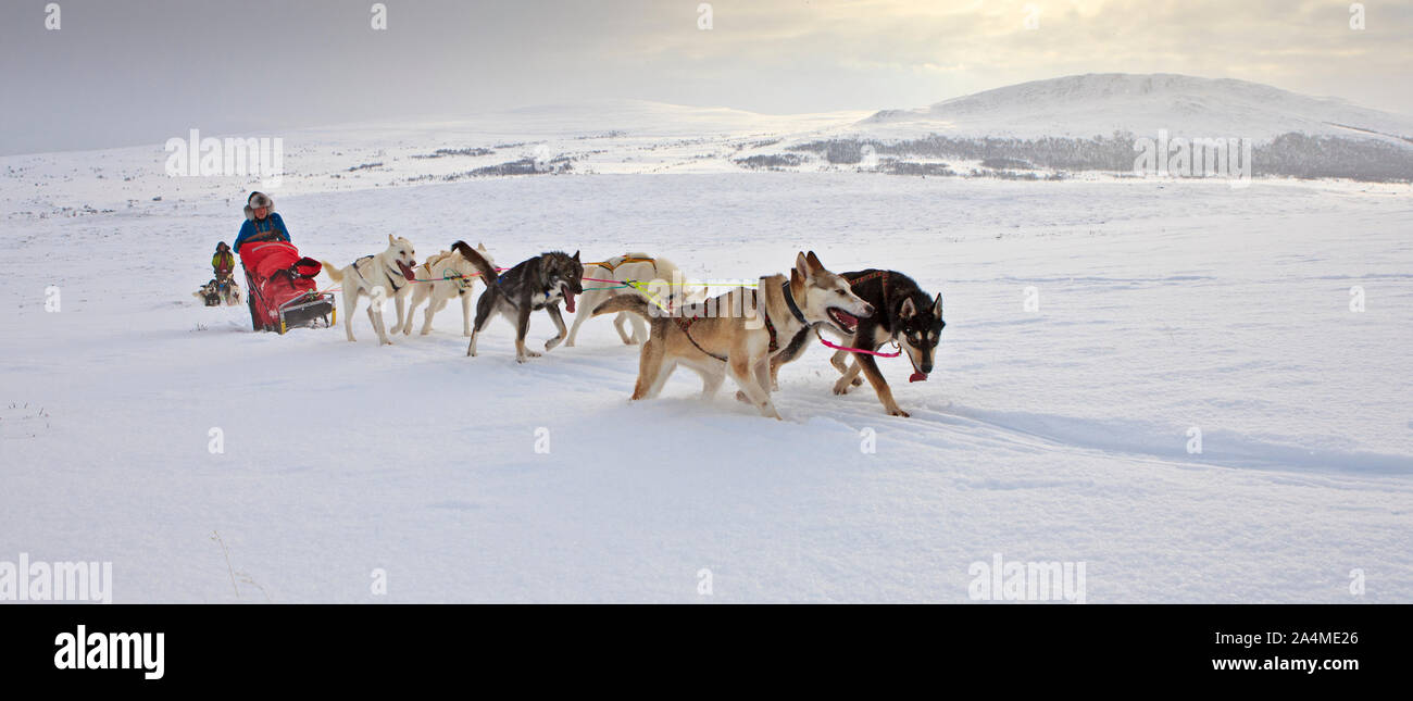 Hundeschlitten auf Schnee Berg, Skandinavien, Norwegen Stockfoto