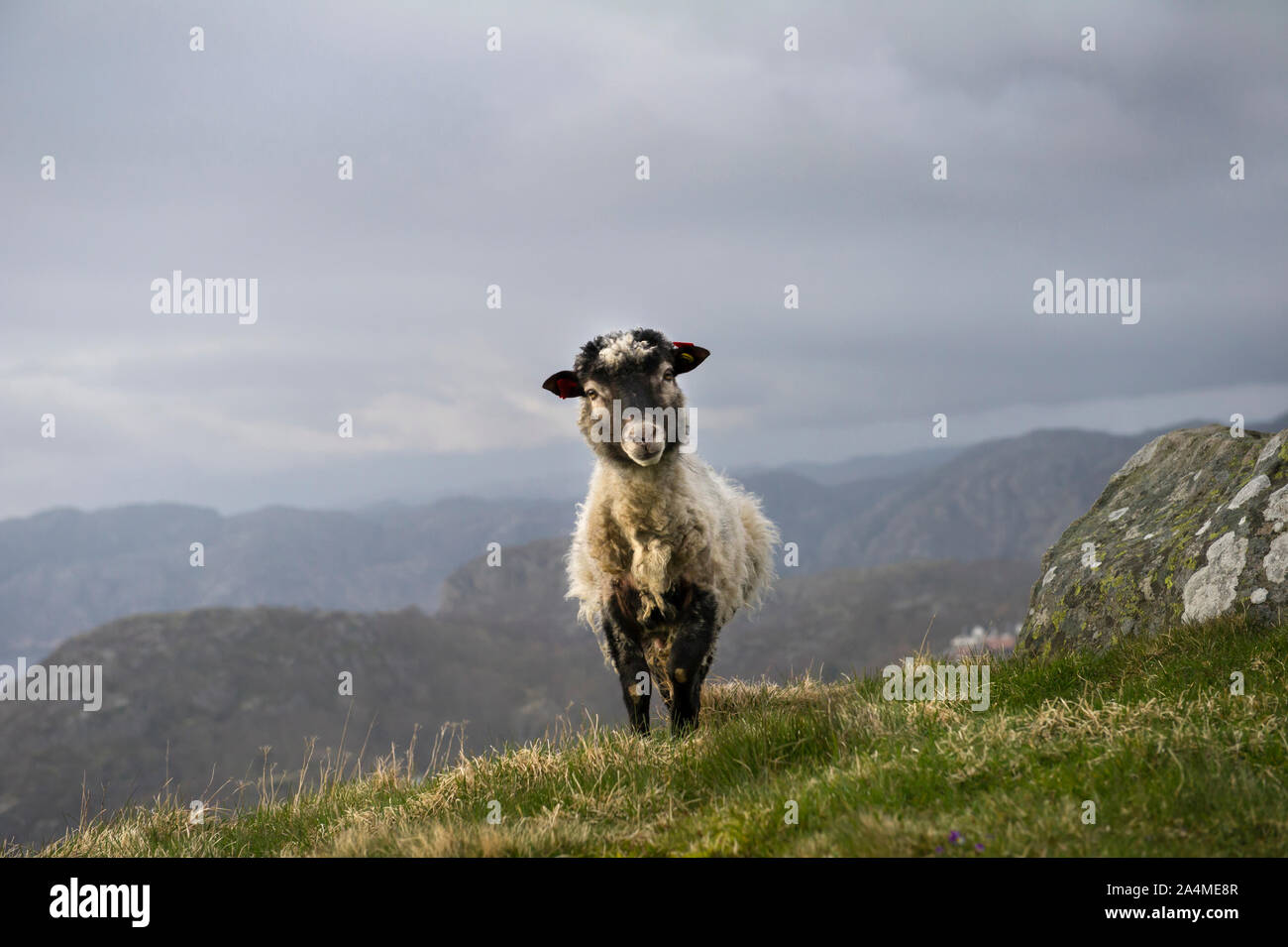 Schafe auf dem Berg, Europa; Flekkefjord, Hidra, Nordeuropa, Skandinavien, Norwegen, Landskapsbilder Stockfoto