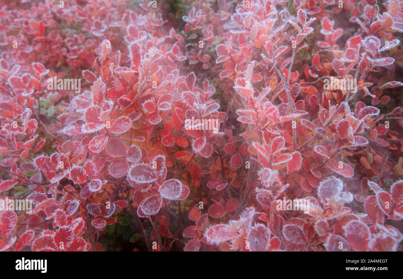 Blätter mit Frost auf Kanten Stockfoto