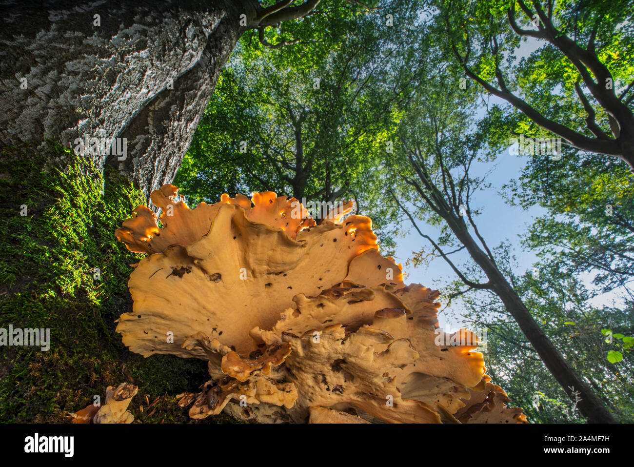 Die Unterseite der riesigen POLYPORE / schwarz-Färbung polypore (Meripilus giganteus), Halterung Pilz verursacht weiß rot in Baum in Laubbaumarten, Wald im Herbst Stockfoto