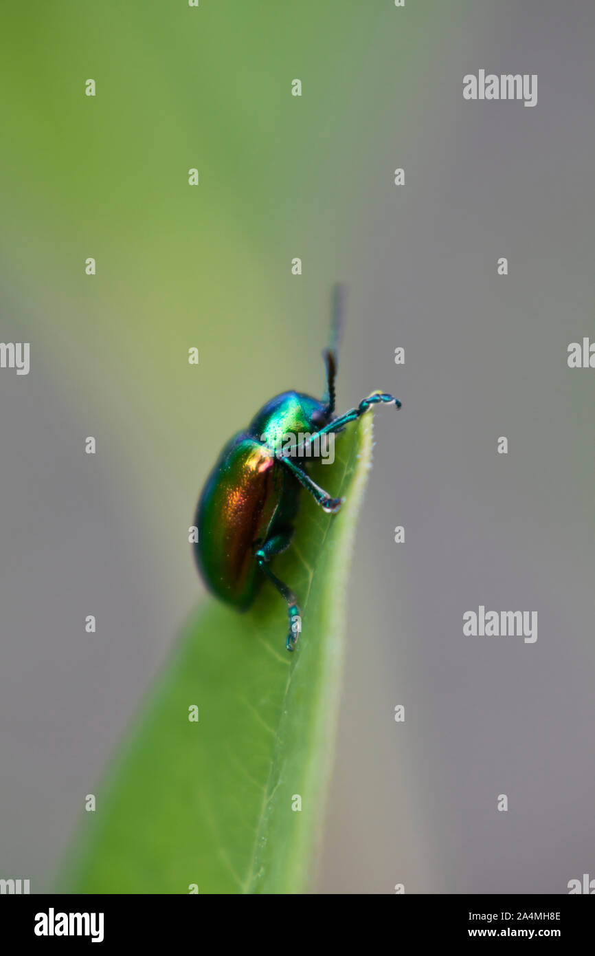 Grüne Käfer auf Blatt Stockfoto