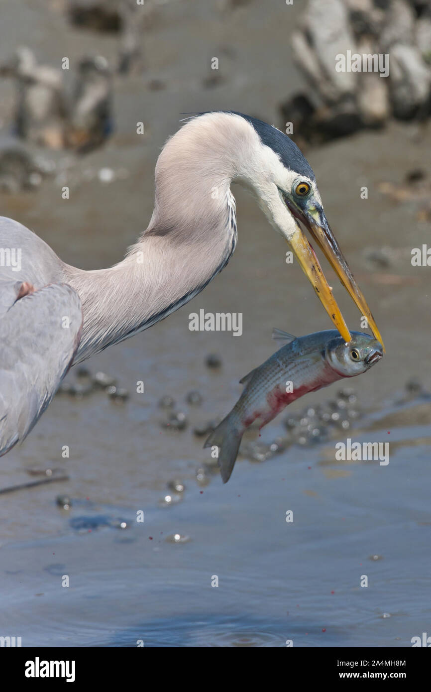 Reiher mit Fisch Stockfoto