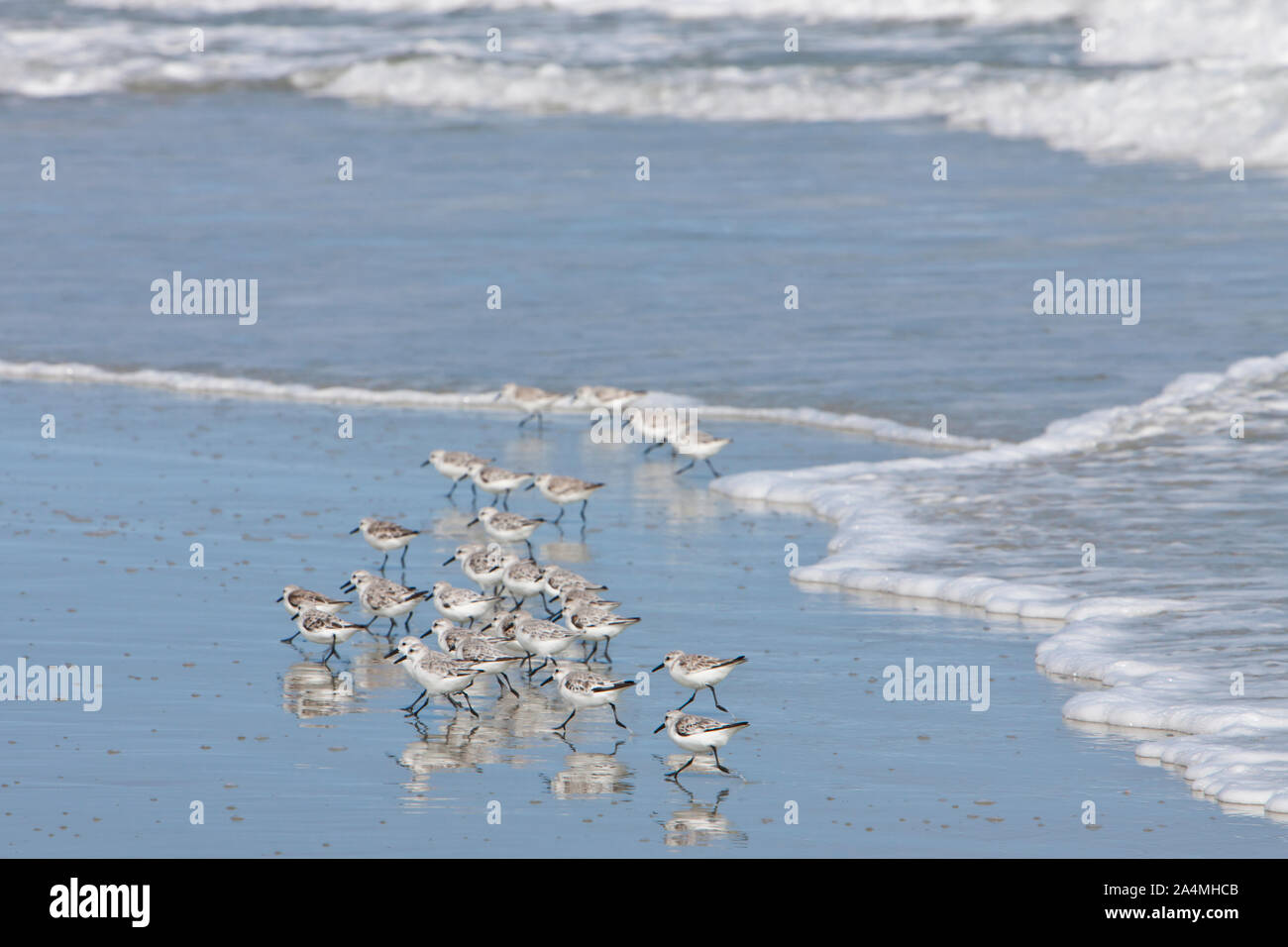 Vögel auf See Stockfoto