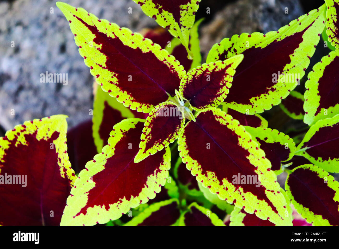 Coleus Plant Leaves Stockfotos und  bilder Kaufen   Alamy