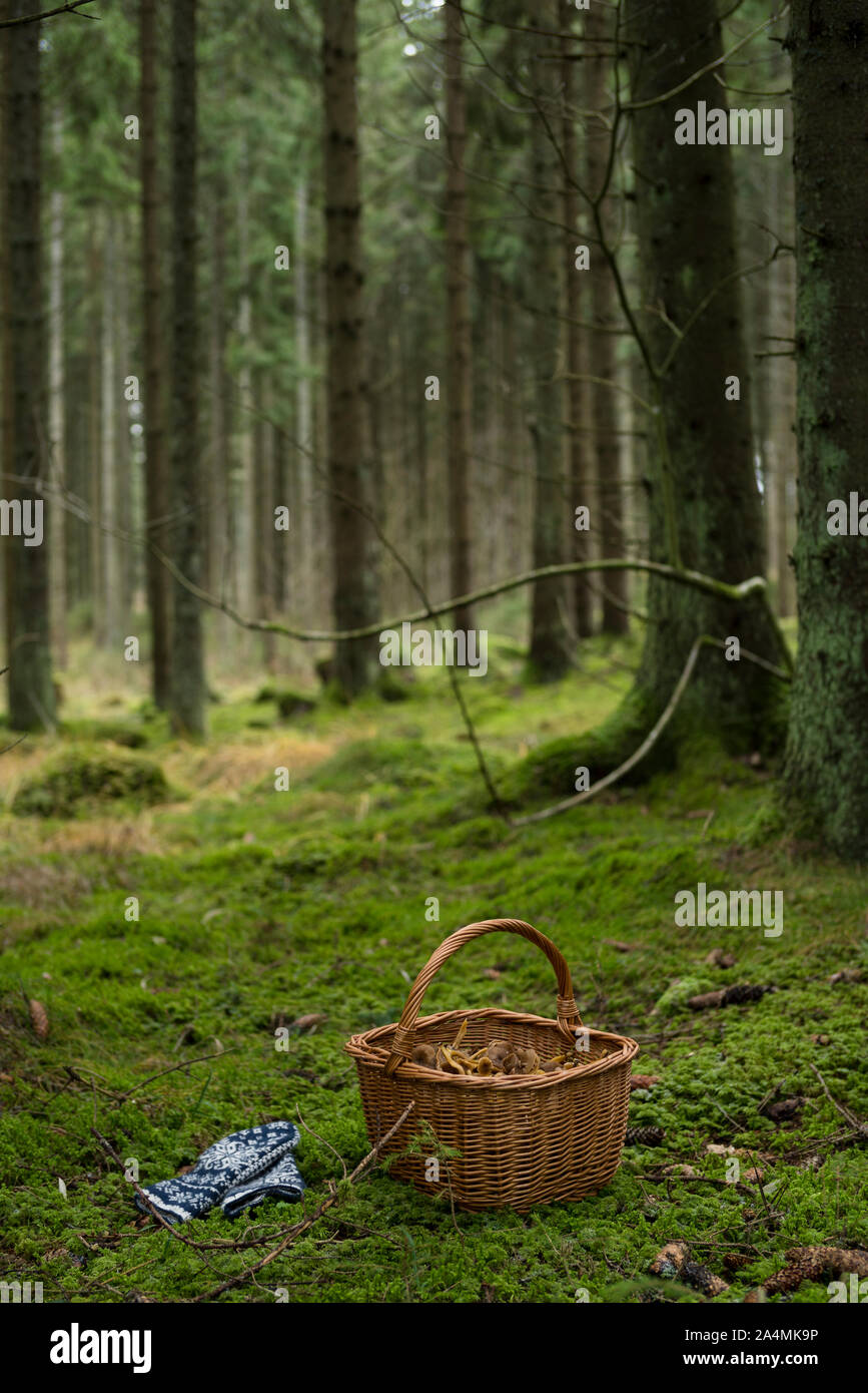 Pilze im Korb Stockfoto