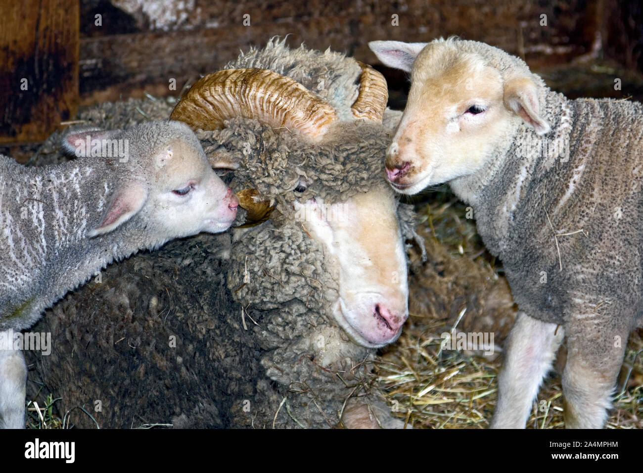 Zwei Lämmer nuzzling Ram, geschwungene Hörner, Schafe, dicken Wollmantel, Heu, Bauernhof Tiere; PA; Pennsylvania; Stockfoto