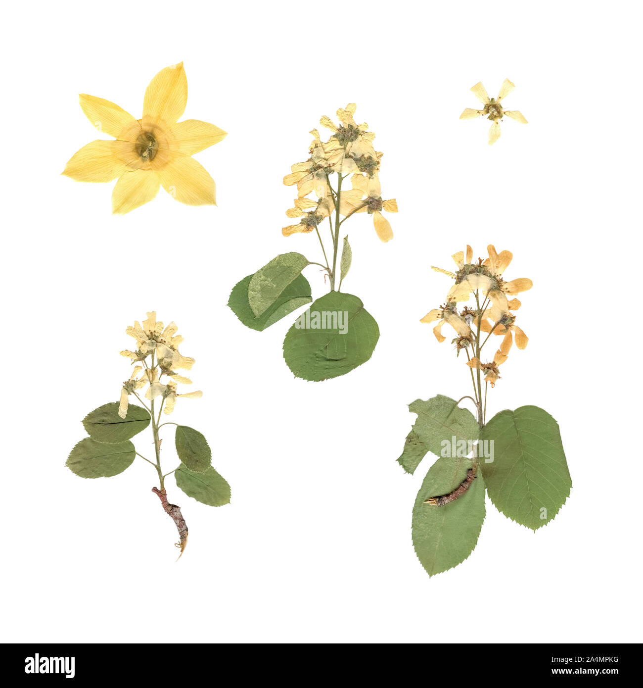 Herbarium. Zusammensetzung der gedrückt und Pflanzen mit weißen und gelben  Blumen auf weißem Hintergrund getrocknet Stockfotografie - Alamy