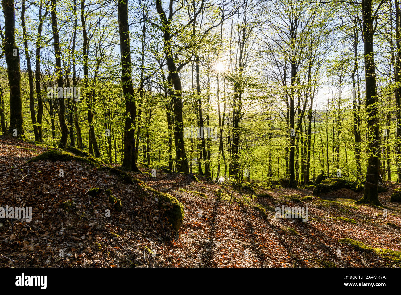 Wald am Frühling Stockfoto
