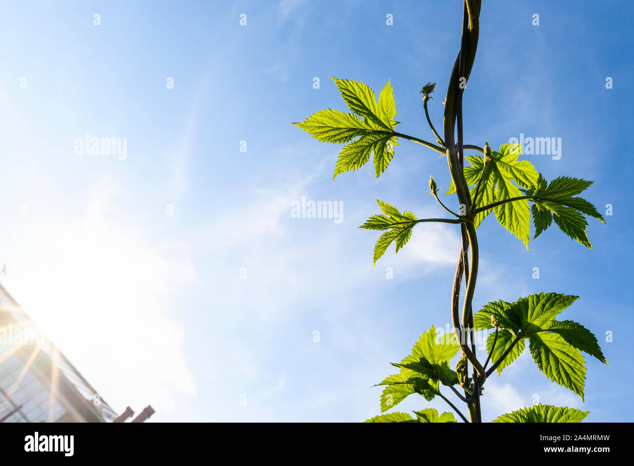 Kletterpflanze gegen Sky Stockfoto