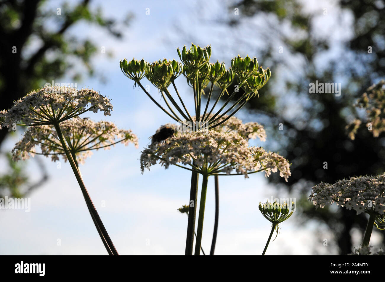Samenköpfe und Blumen der scharfkraut Heracleum sphondylium gegen das Licht. Stockfoto