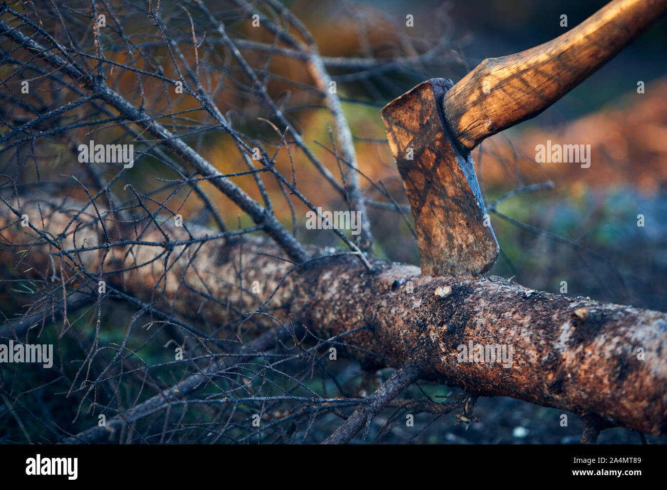 Axt in Baumstamm Stockfoto