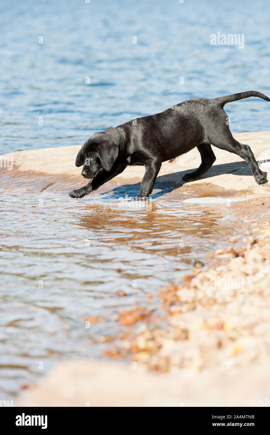 Junger Hund am Strand. Stockfoto