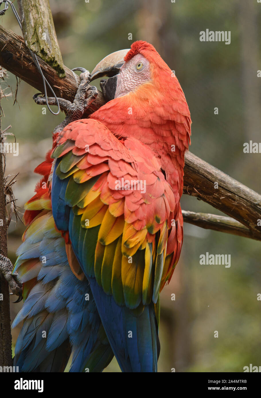 Scarlett Aras (Ara macao), Ecuador Stockfotografie - Alamy