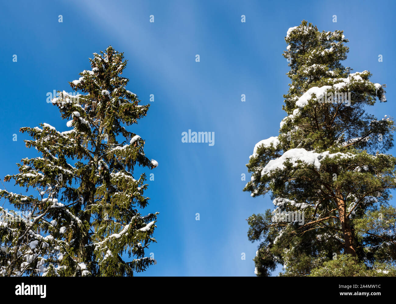 Winter Bäume gegen den blauen Himmel Stockfoto
