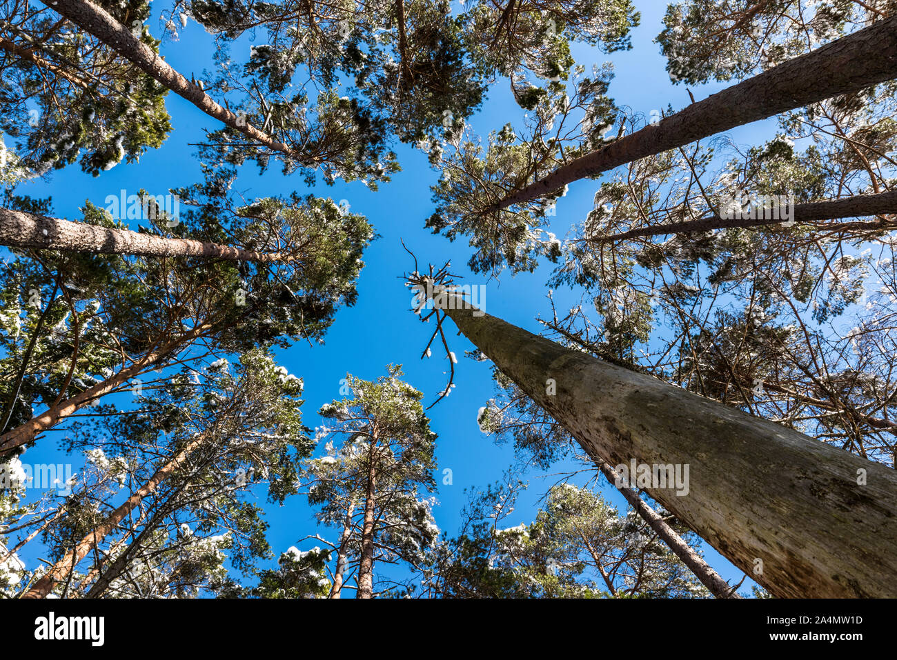 Winter Bäume gegen den blauen Himmel Stockfoto