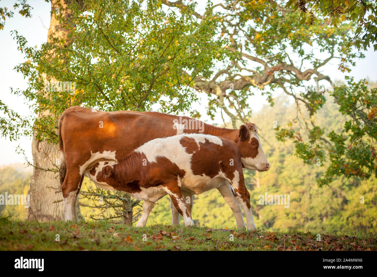 Kuh mit Kalb auf der Weide Stockfoto