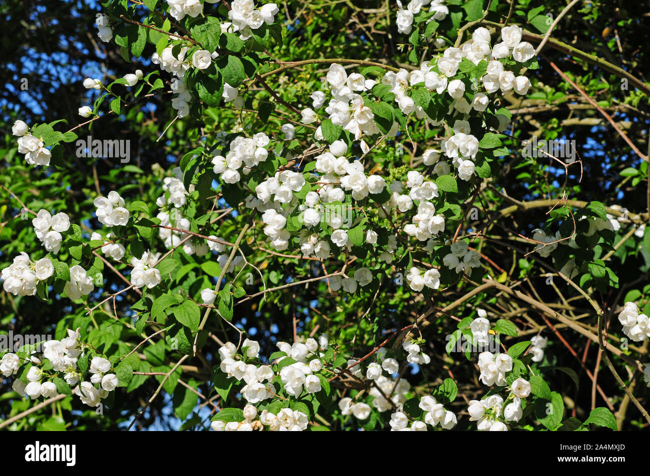 Cornus alba 'Sibirica Jungfräulich, Mock Orange, in der Blüte. Stockfoto