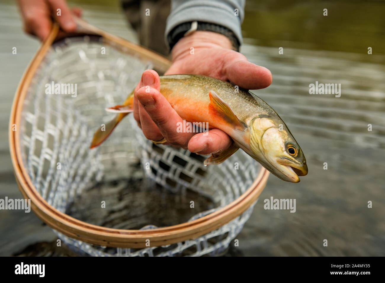 Hand mit Fisch Stockfoto