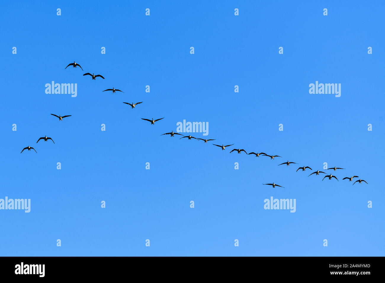 Fliegende Vögel gegen blauen Himmel Stockfoto