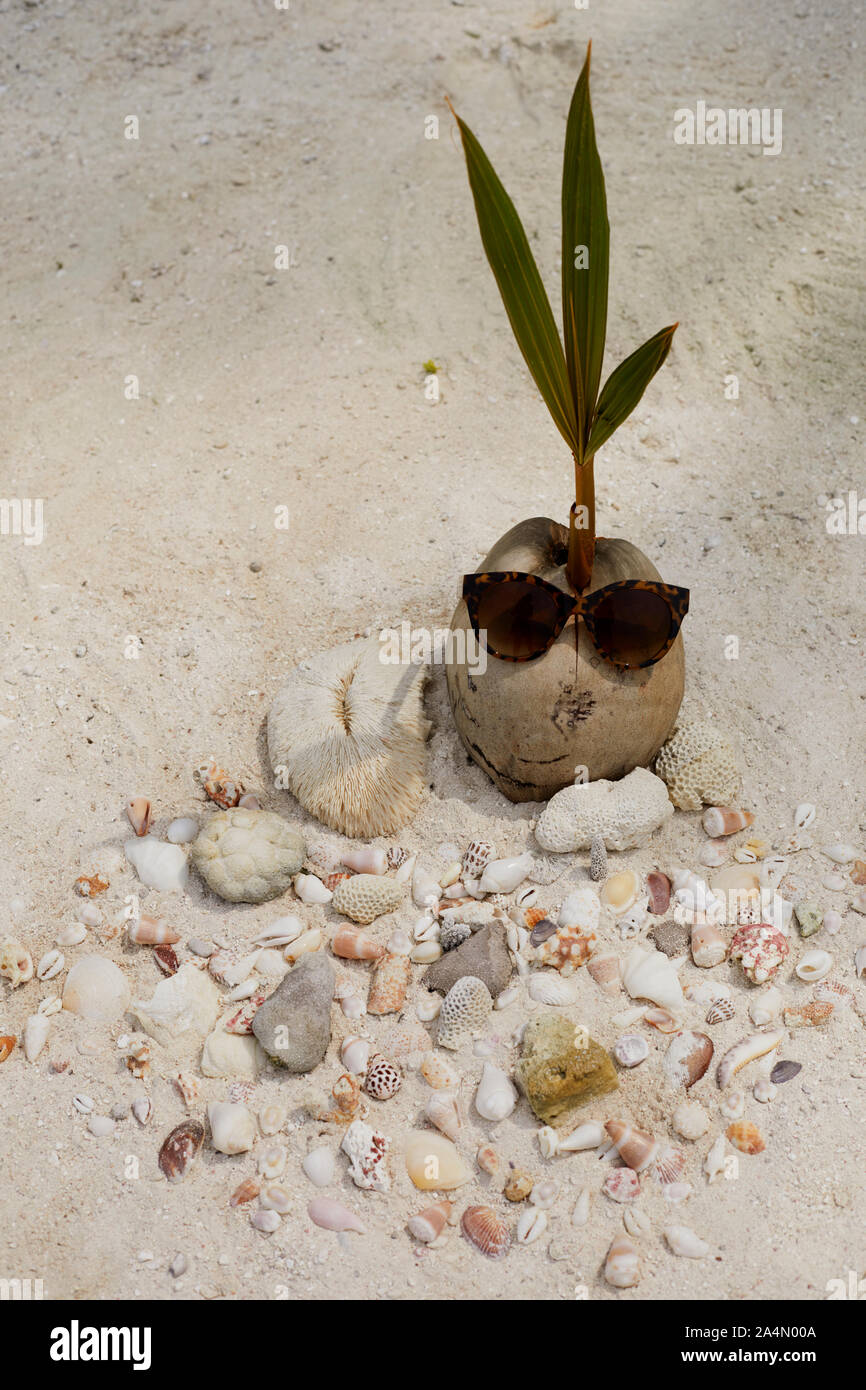 Palm Saatgut und Muscheln am Strand. Stockfoto